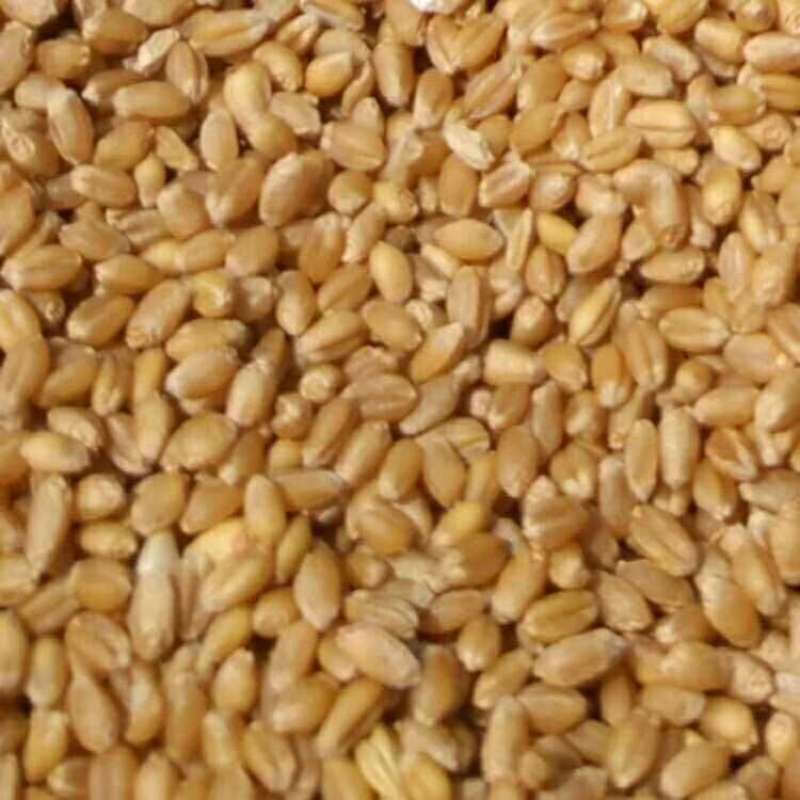 货真价实纯手工制作童年麦芽糖保质保量假一罚十