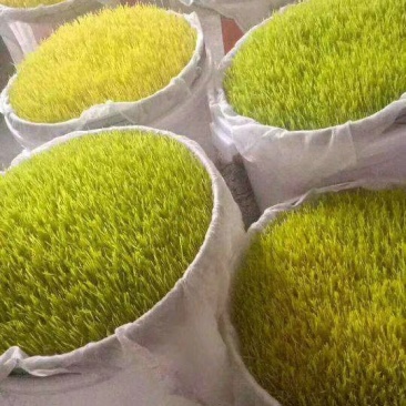 货真价实纯手工制作童年麦芽糖保质保量假一罚十