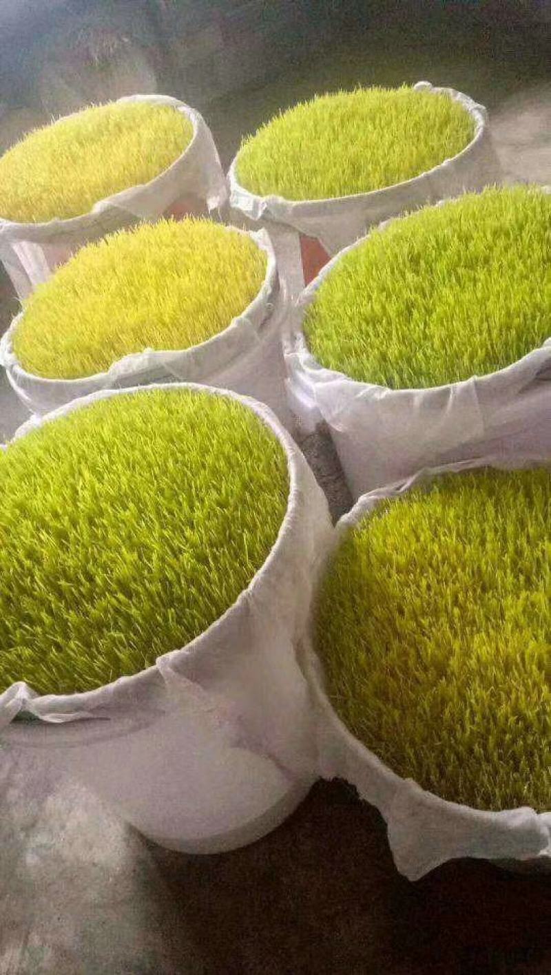 货真价实纯手工制作童年麦芽糖保质保量假一罚十