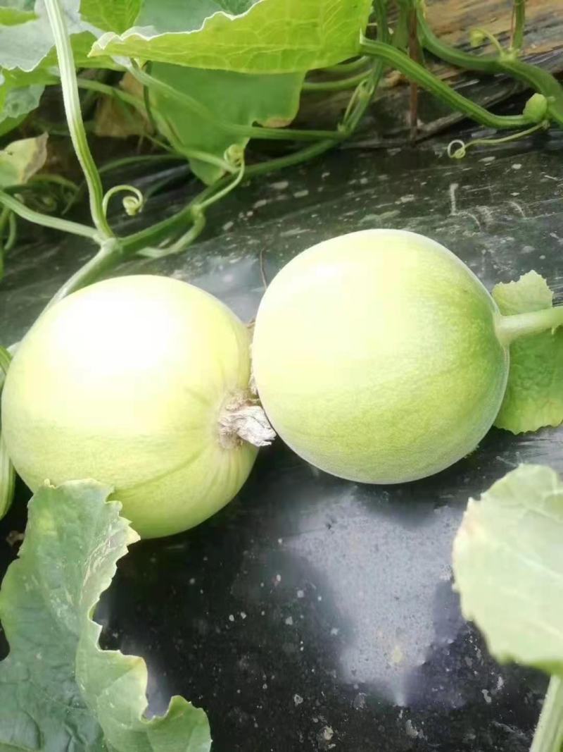 马连庄甜宝甜瓜【现在大量上市中，口感脆甜，质量保证】