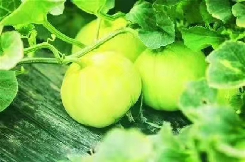 马连庄甜宝甜瓜【现在大量上市中，口感脆甜，质量保证】