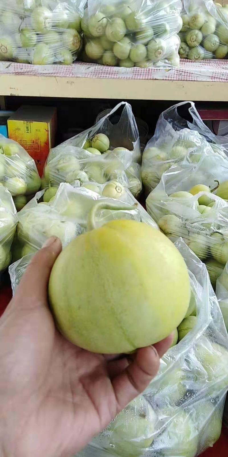 马连庄甜宝甜瓜【现在大量上市中，口感脆甜，质量保证】