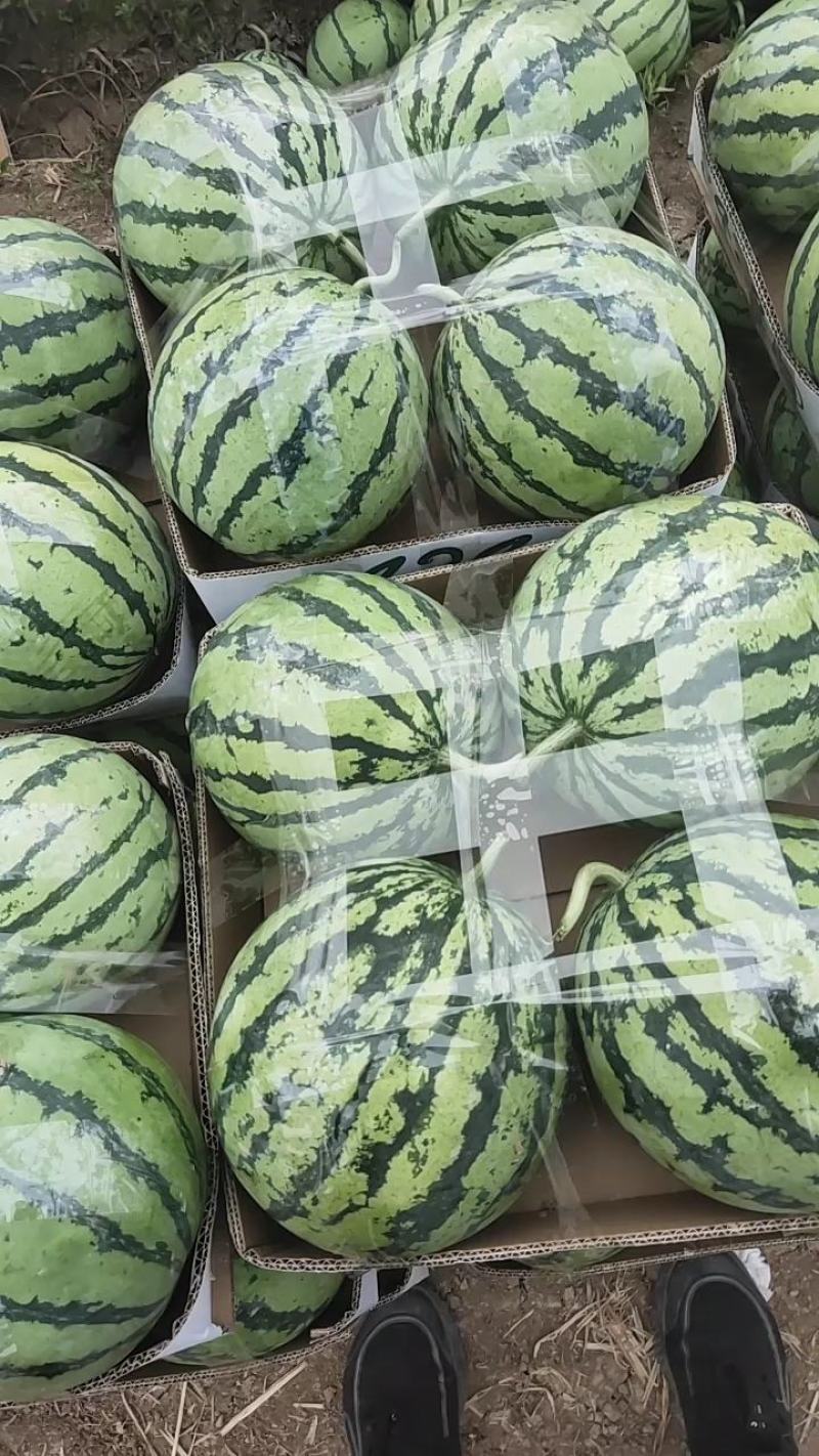 【推荐】8424西瓜江苏8424西瓜大量上市对接市场商超