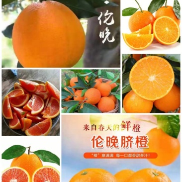 橙子二级果高次果切片果工厂果（中华红血橙伦晚甜橙）热销款