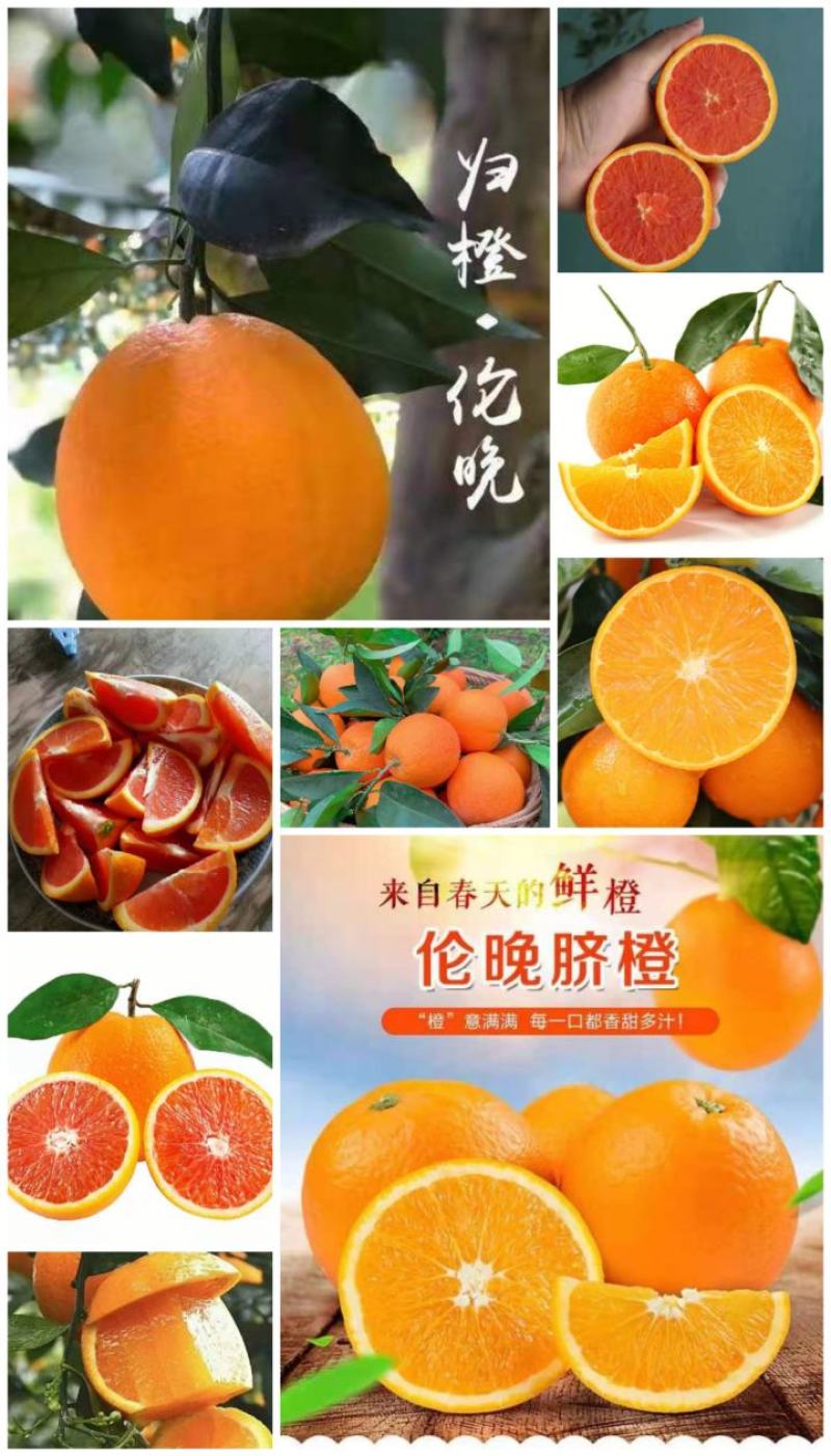 橙子二级果高次果切片果工厂果（中华红血橙伦晚甜橙）热销款