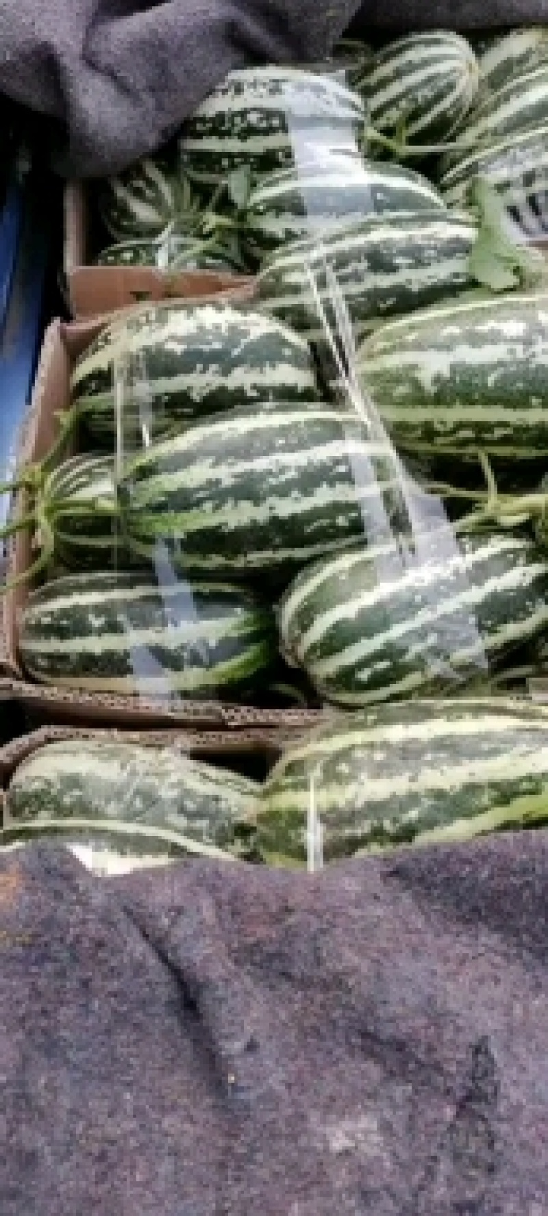 （精品推荐）博洋9号甜瓜大量供应市场电商专业代收