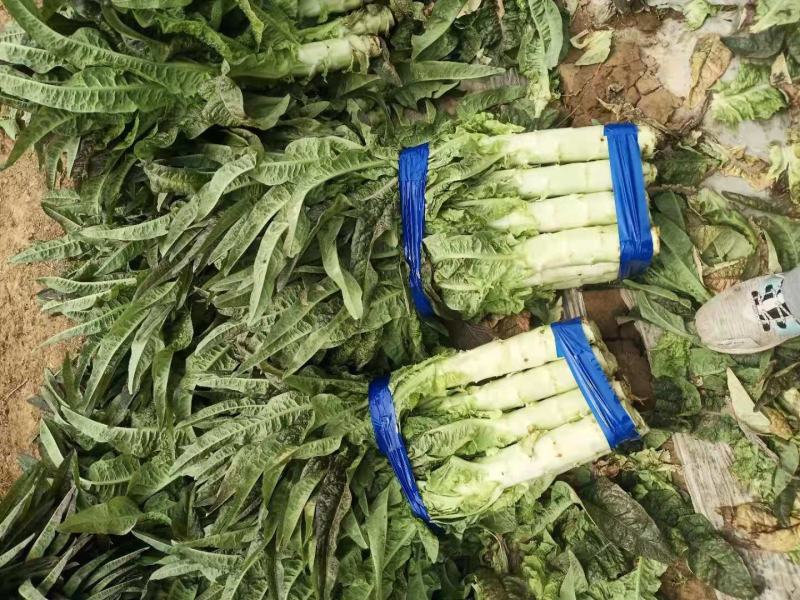 红叶香莴苣，百亩基地，绿翠源果蔬专业合作社