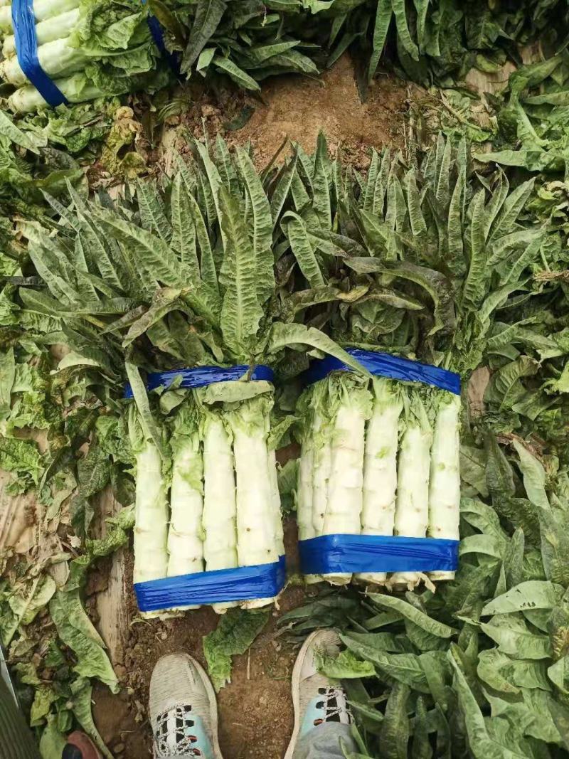 红叶香莴苣，百亩基地，绿翠源果蔬专业合作社