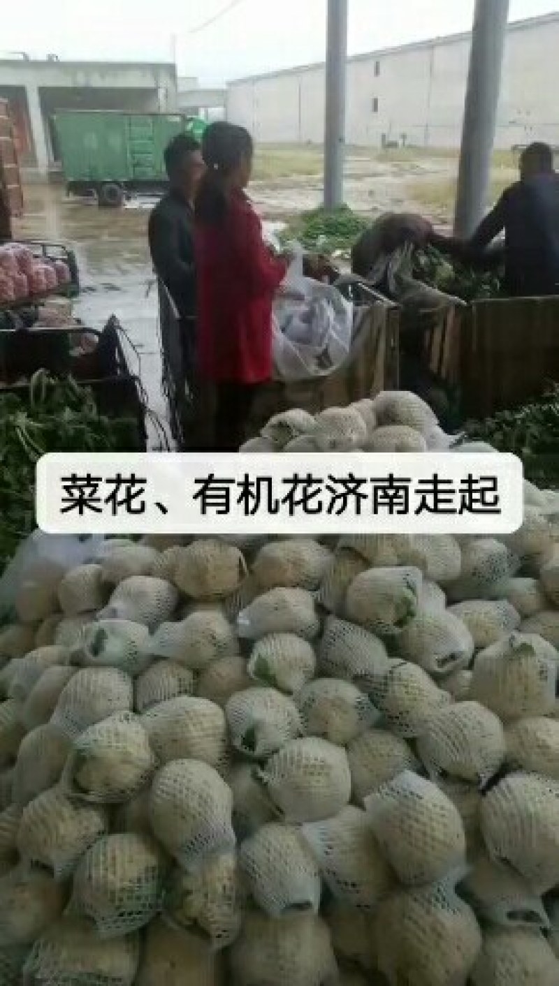 各种各样蔬菜大量现货
