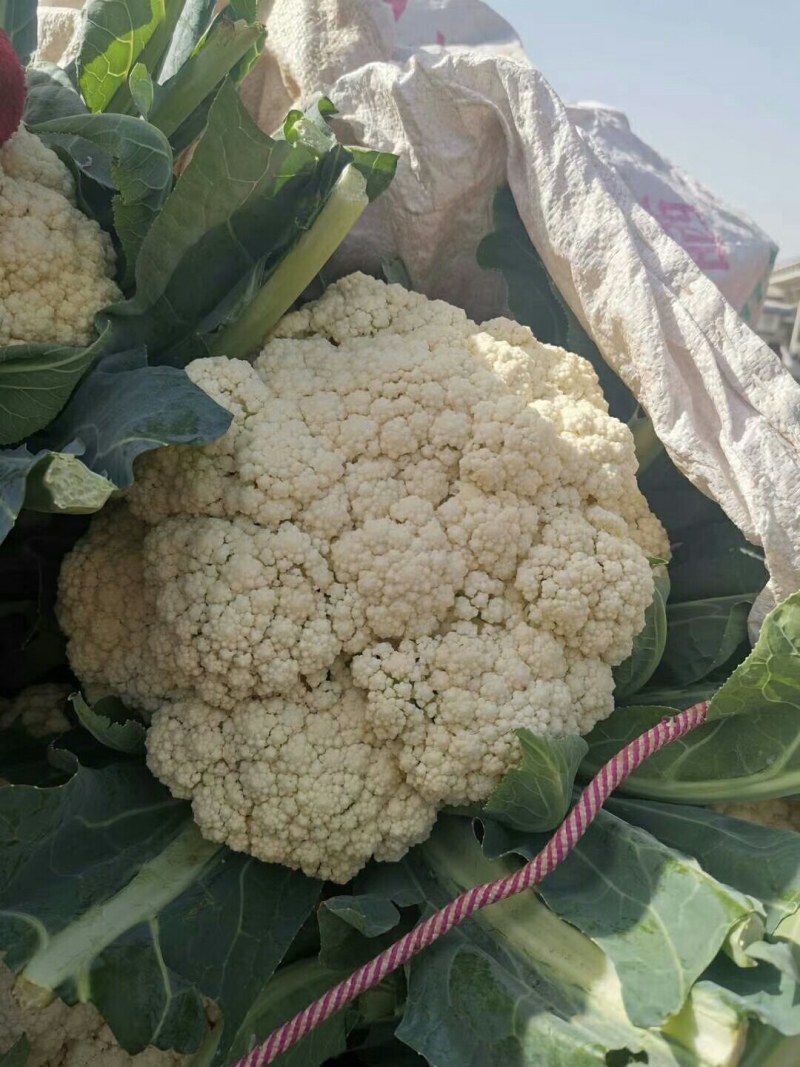 各种各样蔬菜大量现货