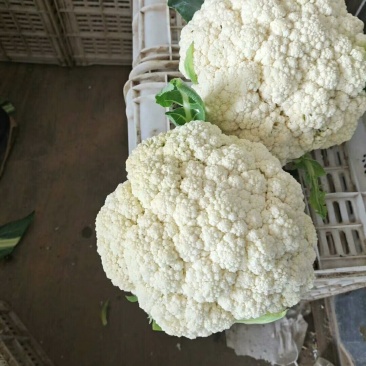 各种各样蔬菜大量现货