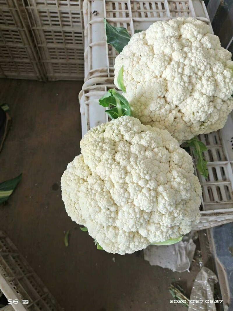 各种各样蔬菜大量现货