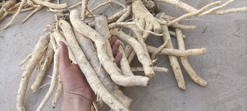 中药材炕货防风条子统货产地河南焦作