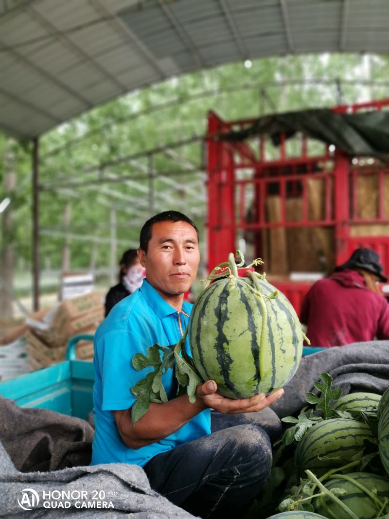 万亩正宗8424种植基地，田间地头现摘现发，包熟瓤甜