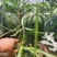 万亩正宗8424种植基地，田间地头现摘现发，包熟瓤甜