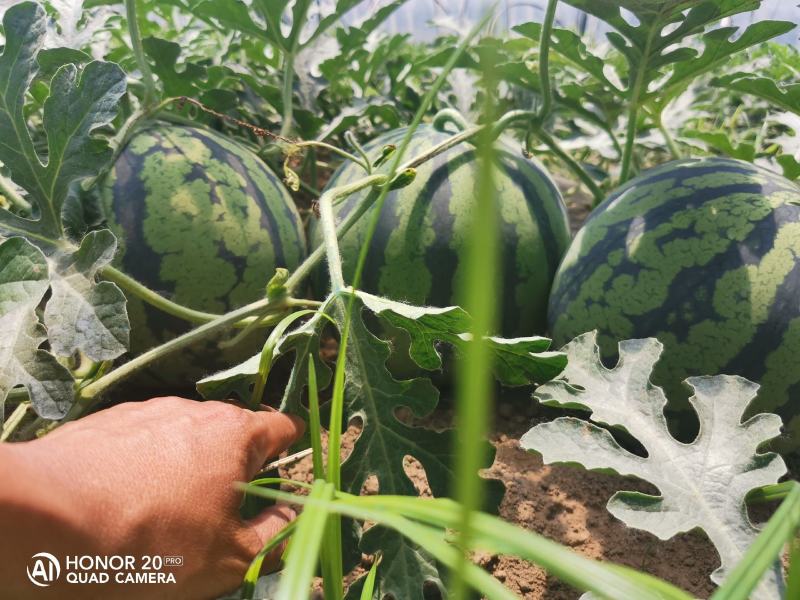 万亩正宗8424种植基地，田间地头现摘现发，包熟瓤甜
