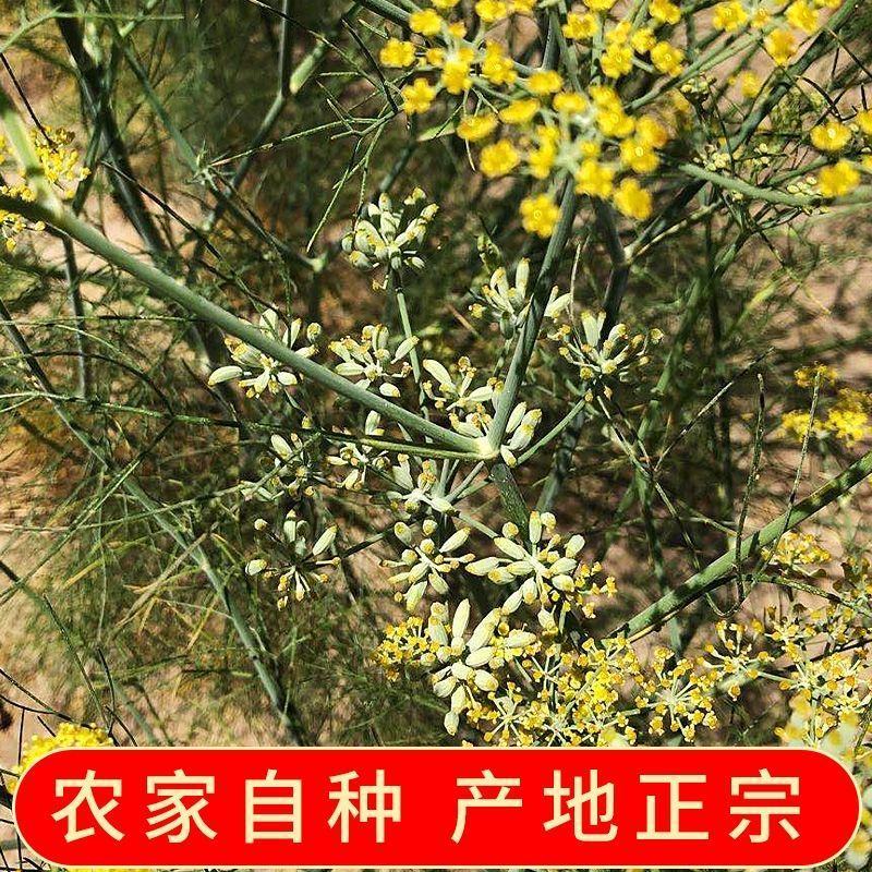 正宗新疆孜然粉烧烤调料撒料腌料香料孜然粒可磨粉商用500