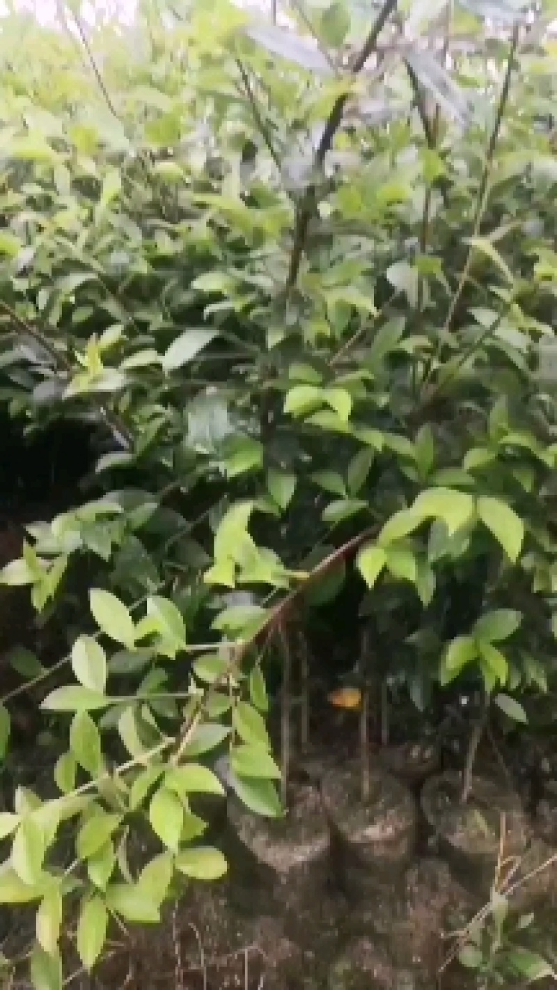 湖南油茶嫁接苗，有一年二年三年生茶苗基地直供，