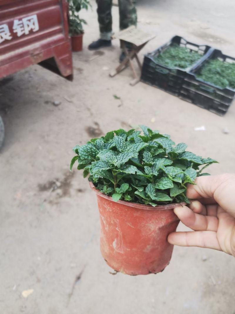 薄荷盆栽基地直发