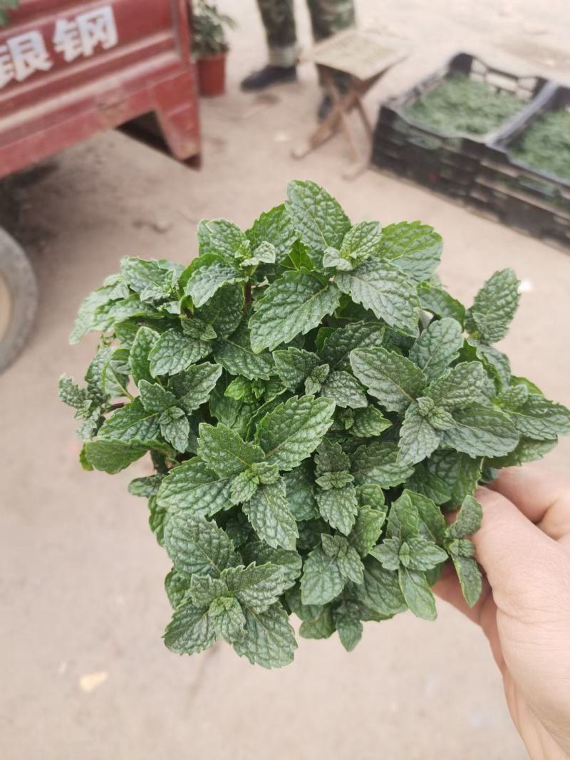 薄荷盆栽基地直发
