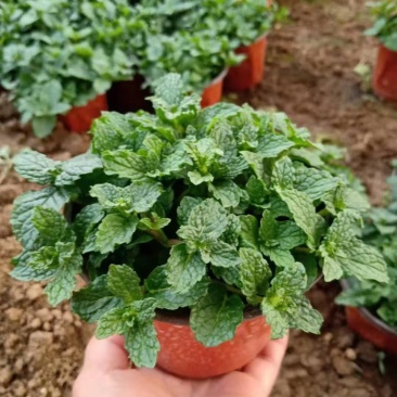 薄荷盆栽基地直发
