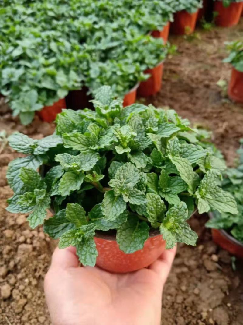 薄荷盆栽基地直发