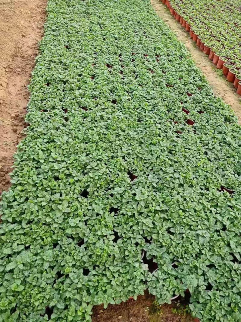 薄荷盆栽基地直发
