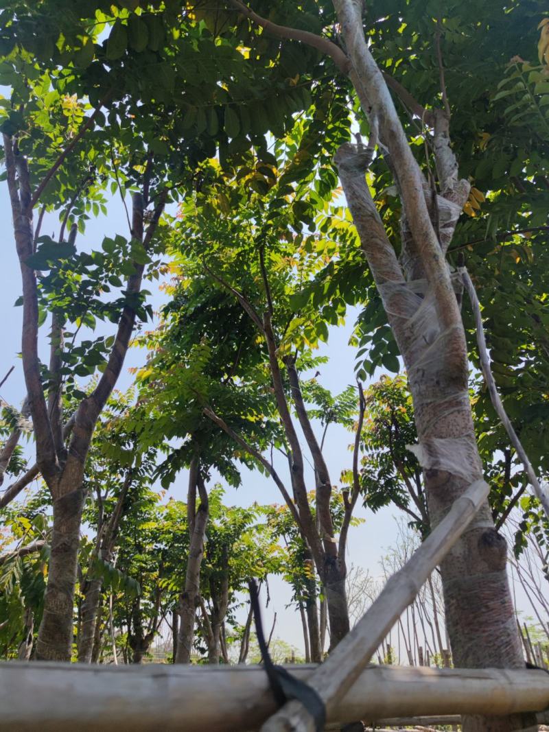 麻楝欢迎来现场看货《保障质量》《薄利多销》提供服务