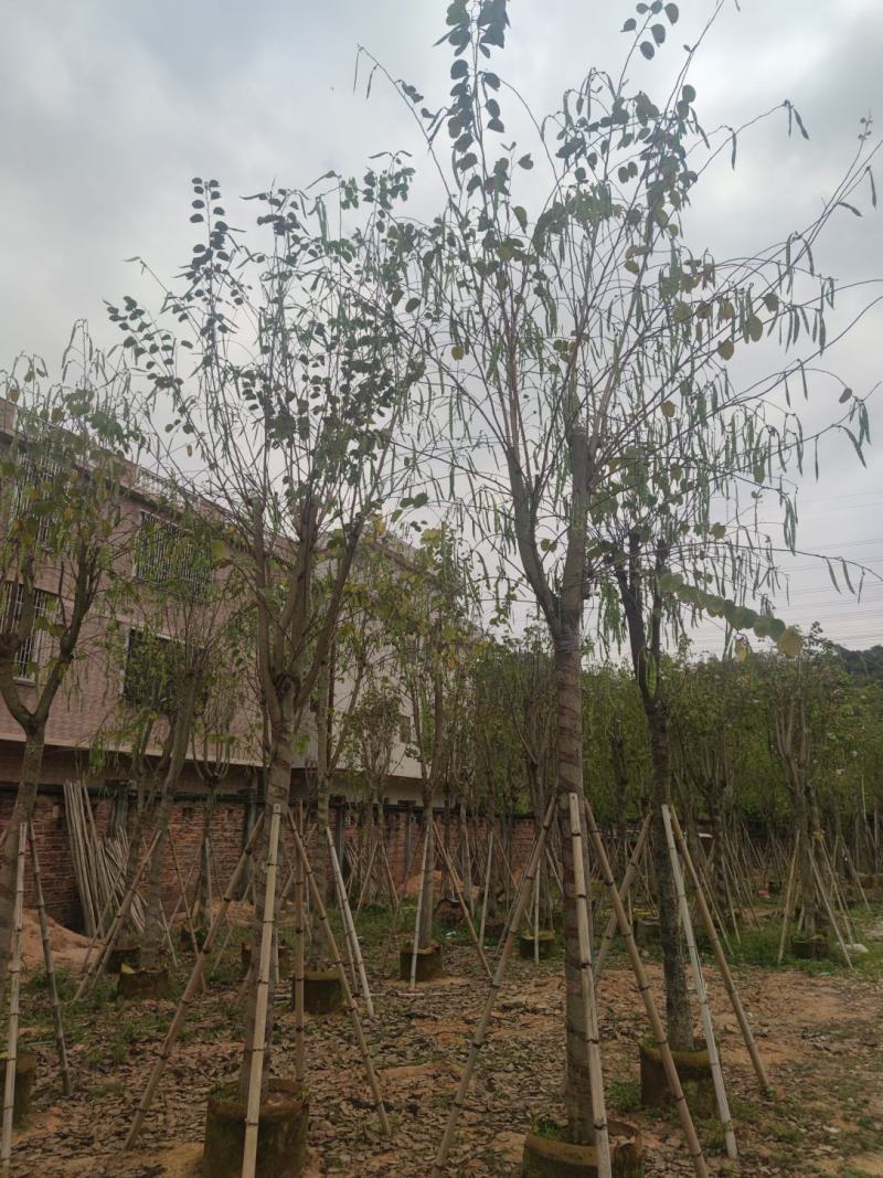 宫粉紫荆基地大量现货保证质量，售后保证，货到出现货不对版
