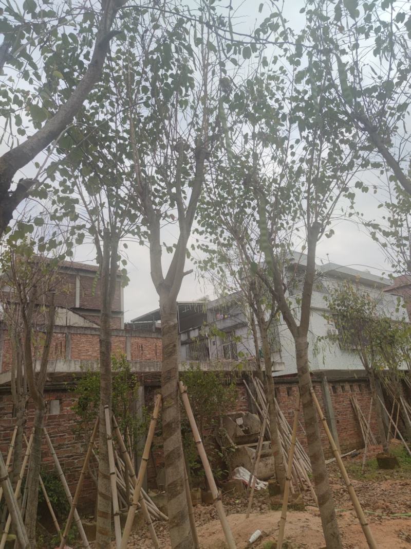 宫粉紫荆基地大量现货保证质量，售后保证，货到出现货不对版