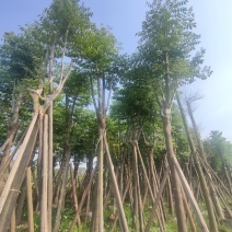 黄山栾树欢迎来现场看货《保障质量》《薄利多销》提供