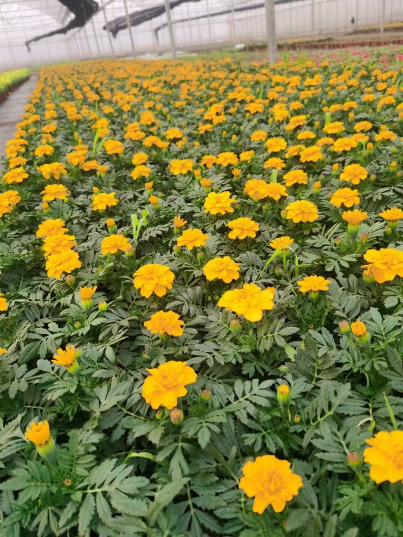 孔雀草/时今草货/夏季*亮的仔/基地直发