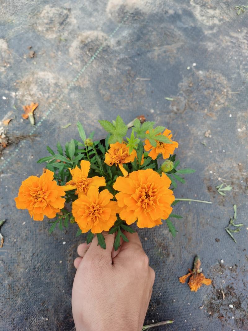 孔雀草/时今草货/夏季*亮的仔/基地直发