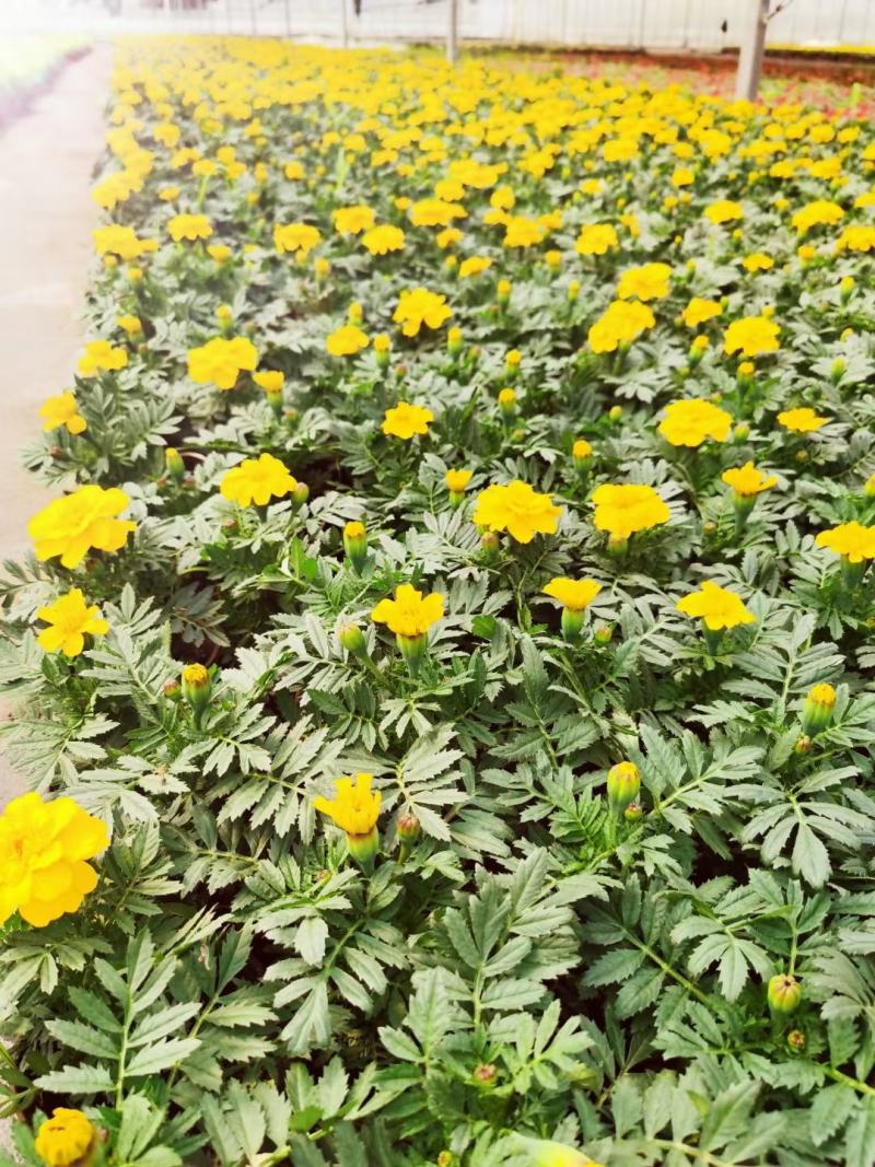 孔雀草/时今草货/夏季*亮的仔/基地直发