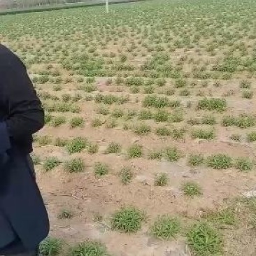 救心菜苗