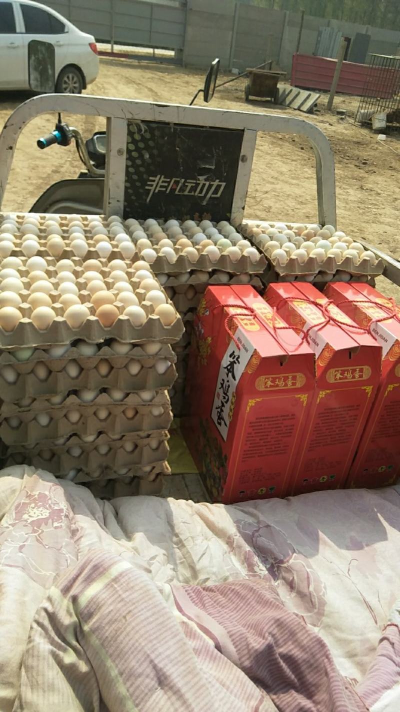 大量出售笨鸡蛋质量保正长年有货欢迎和我合作