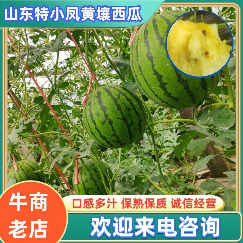 西瓜/特小凤西瓜/黄壤西瓜山东特小凤/精品发货