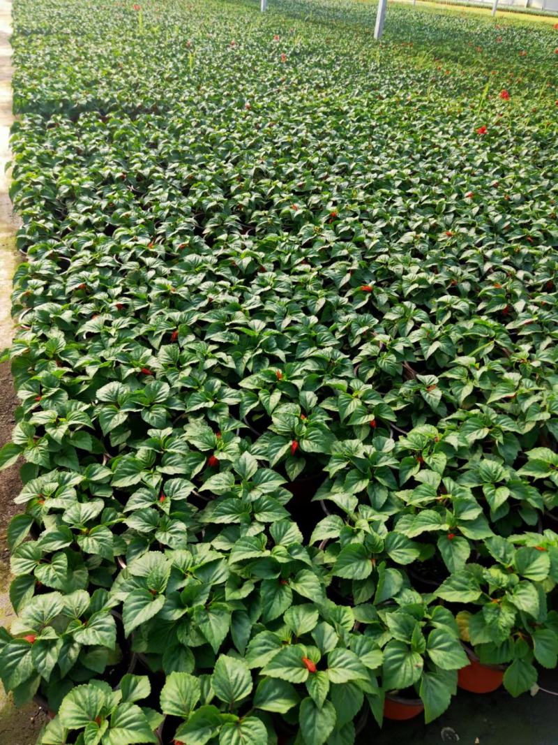 一串红./四季时花/基地直销/价格优惠/