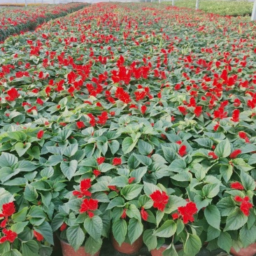 一串红./四季时花/基地直销/价格优惠/