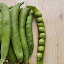 小角白豌豆和大角青豌豆，货源充足，量大从优，质量优等