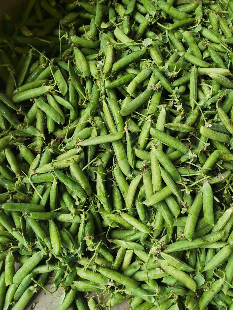 小角白豌豆和大角青豌豆，货源充足，量大从优，质量优等