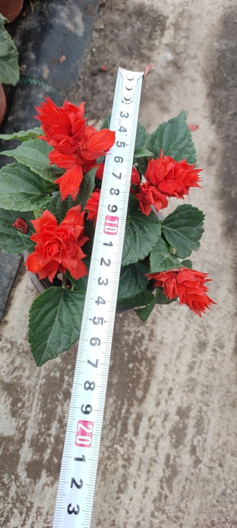 一串红./四季时花/基地直销/价格优惠/