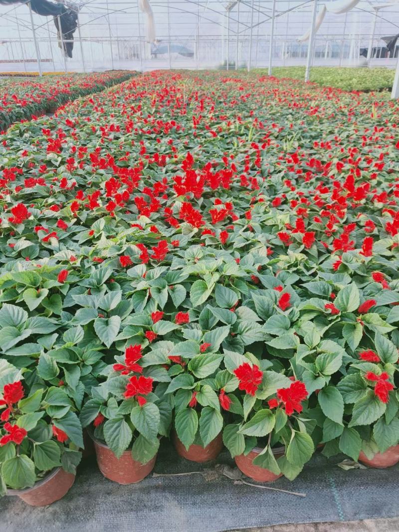 一串红./四季时花/基地直销/价格优惠/