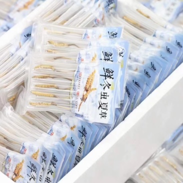 2021年头批新鲜冬虫夏草批发西藏那曲虫草产地一手货源