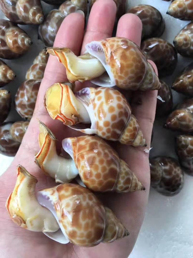 花螺，长尾香螺，无沙无嗅，适合烧烤档，餐厅，酒店，团购