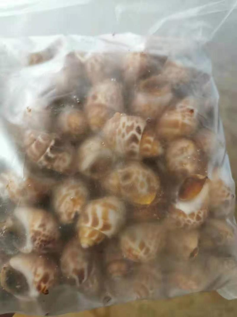 花螺，长尾香螺，无沙无嗅，适合烧烤档，餐厅，酒店，团购