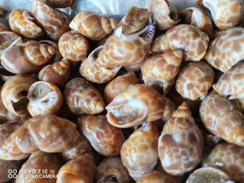 花螺，长尾香螺，无沙无嗅，适合烧烤档，餐厅，酒店，团购
