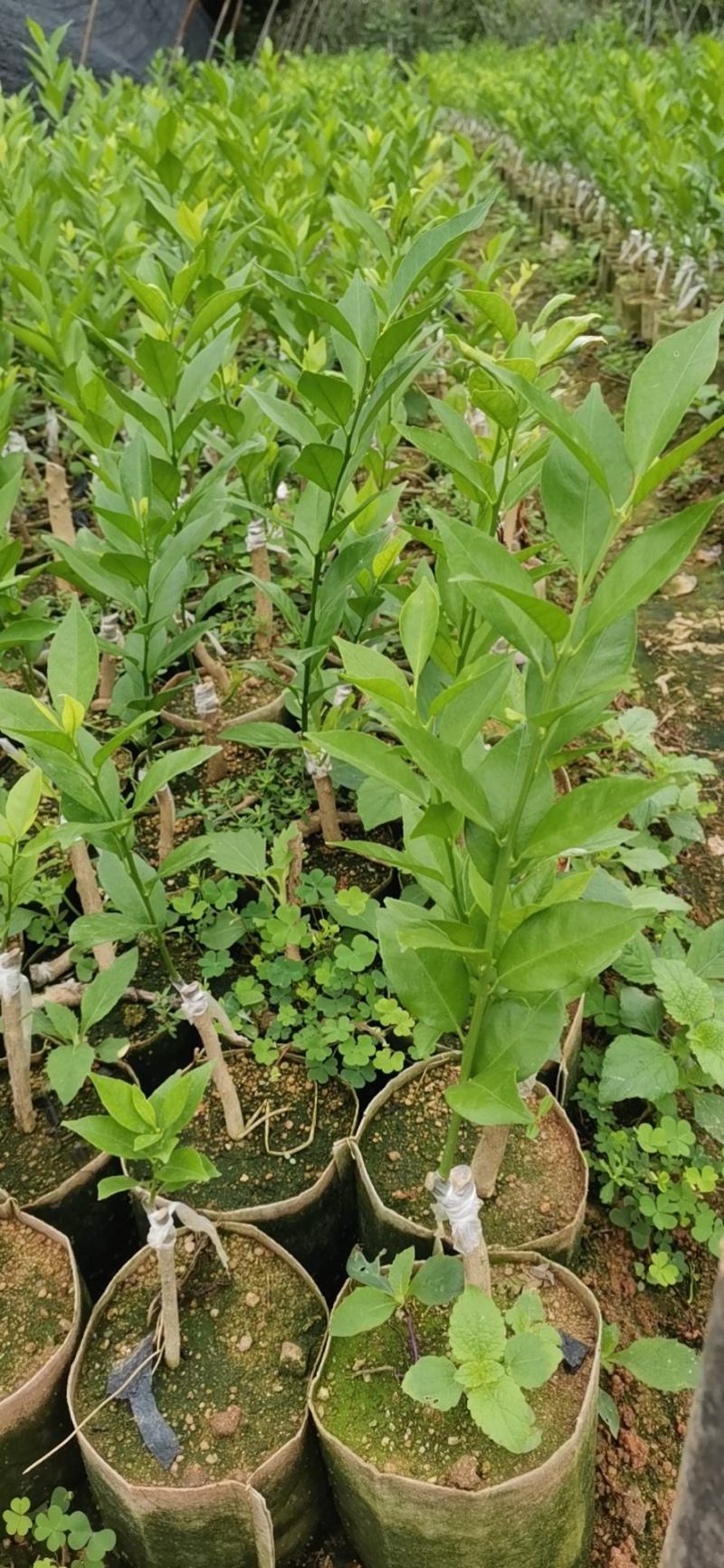 新会柑苗陈皮柑苗营养杯红柠檬头砧木