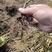 金叶复叶槭金叶糖槭扦插苗产地直发草炭土扦插根系好