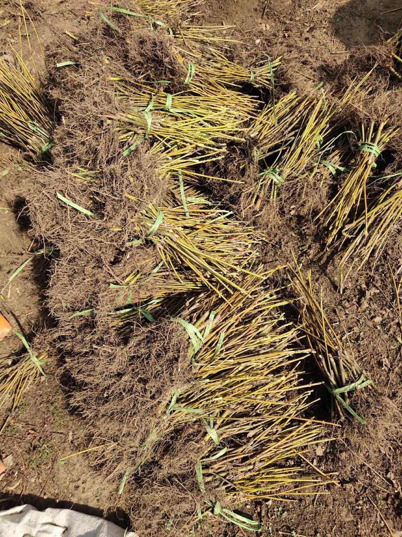 金叶复叶槭金叶糖槭扦插苗产地直发草炭土扦插根系好